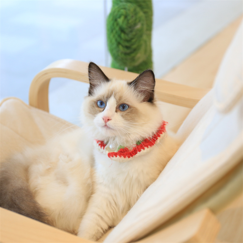 猫咪居家日常