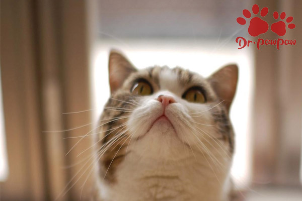 猫咪经常流口水是什么原因？