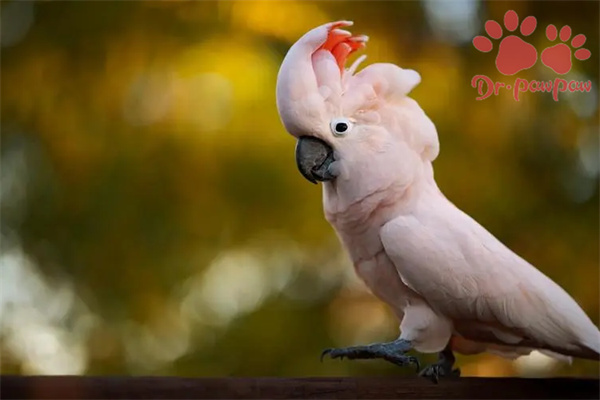 家养的牡丹鹦鹉不繁殖是什么原因？如何促使鹦鹉发情？
