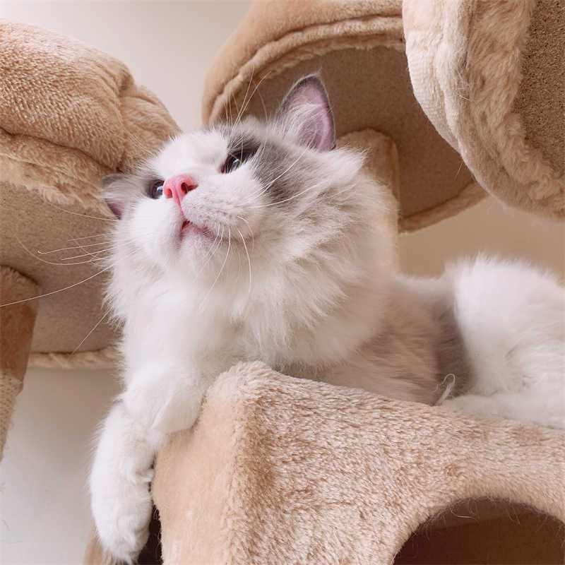 美丽优雅的仙女猫