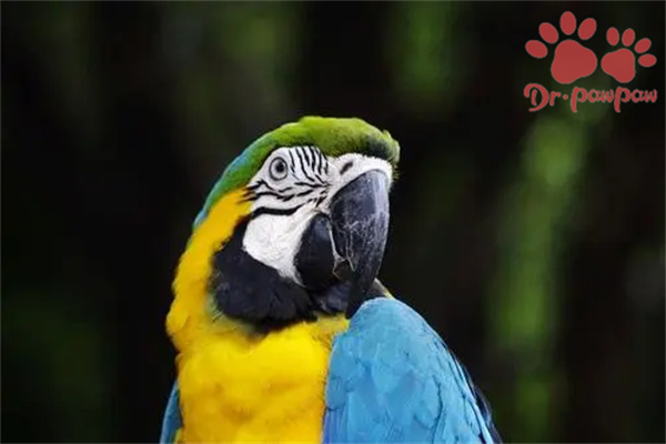 鹦鹉常见的眼部疾病都有哪些？分别应该怎么治疗？