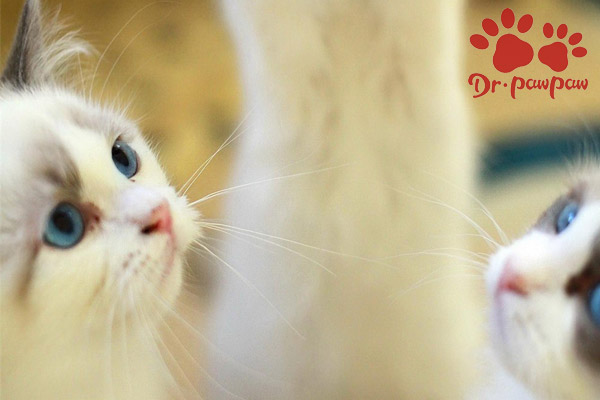 猫咪缺乏维生素会有哪些可怕的后果？