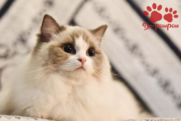 猫咪患慢性肾衰竭的原因