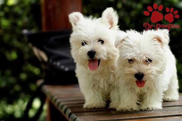 狗狗肛门腺发炎是什么原因？有什么症状？