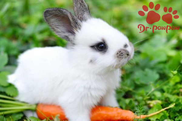 兔子中暑了该怎么治疗？