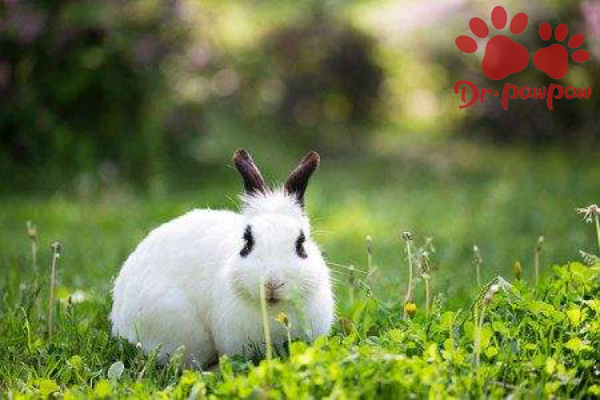 兔子眼睛发炎是什么原因引起的？